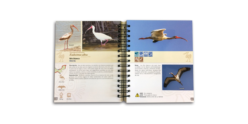 Catálogo De Aves De La Costa Norte De Yucatán